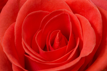 Close up macro of a red rose