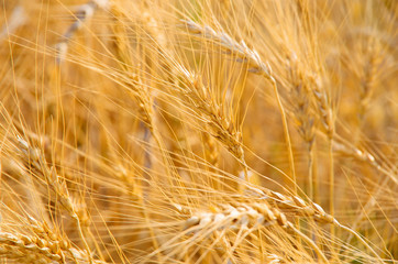 Wheat Field