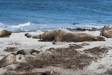 Male Southern Elephant Seal (Mirounga leonina) racing across the sand to confront a rival male during the breeding season on Sealion Island in the Falkland Islands.