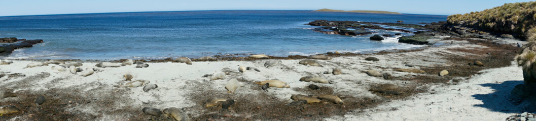 Fototapeta na wymiar Breeding group of Southern Elephant Seal (Mirounga leonina) on a beach during the breeding season on Sealion Island in the Falkland Islands.