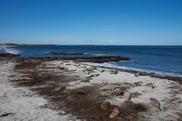 Breeding group of Southern Elephant Seal (Mirounga leonina) on a beach during the breeding season on Sealion Island in the Falkland Islands.