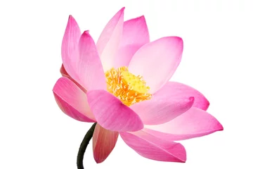 Fotobehang Lotusbloem mooie lotusbloem geïsoleerd op witte achtergrond