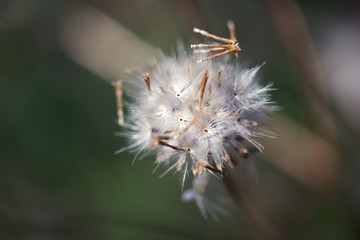 close-up of reed grass