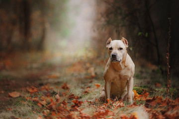 Pit bull dog on the nature