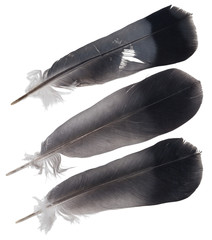 Three pigeon feathers
