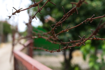barbed wires against green plants