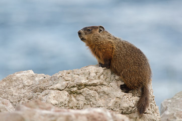 Marmotte commune