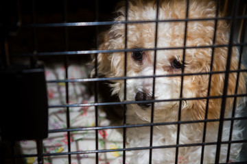 dog in it's kennel