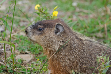 Marmotte commune