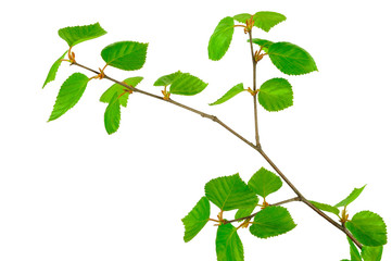 Young birch branches