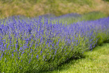 Obraz premium View of Fresh Lavender in Fields