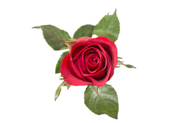 Red rose isolated on white background