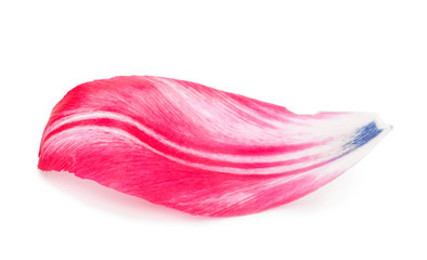 Petal of a tulip. Macro