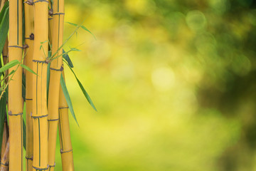 Fresh bamboo yellow isolated on Blurred green background