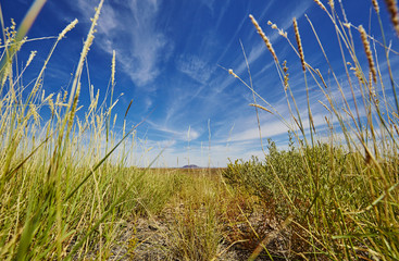 Obraz premium Grand Canyon, hohes Gras