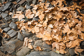 Autumn leaves