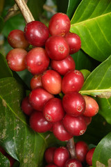 Coffee beans ripening on a tree.