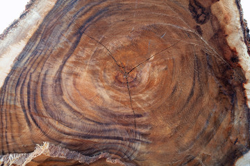 cross section of tree