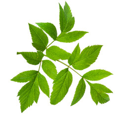 Angelica herb leaf sprig
