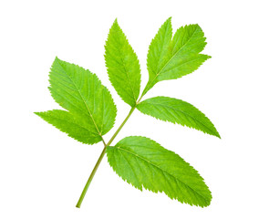 Naklejka na ściany i meble Angelica herb leaf sprig