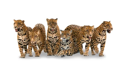 Foto op Plexiglas group of jaguar © anankkml