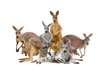 group of kangaroo - obrazy, fototapety, plakaty