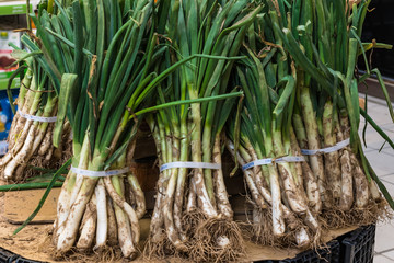 Calcots of Cubelles for sale in Spanish farmers market store. Typical traditional food in Catalonia, Spain, grilled delicacy for gourmets in springtime