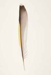 Siskin bird feather