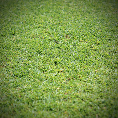Beautiful green grass texture