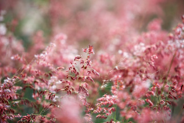 reeds grass background