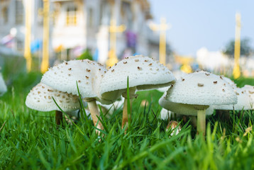 Magic mushroom on the grass field