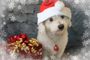 Bichon Frise Dog Wearing a Santa Hat