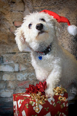 Bichon Frise Dog Wearing a Santa Hat