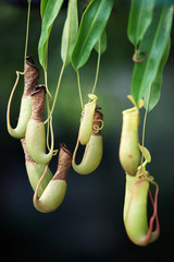 forest pitcher plant