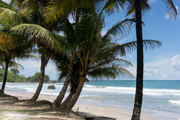 Beautiful exotic beach and Palm trees against sea and blue sky, Trinidad and Tobago