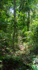Trees growing in forest, Trinidad, Trinidad and Tobago
