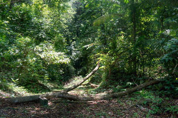 View of fallen tree in forest, Trinidad, Trinidad and Tobago