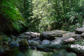 Naklejka na ściany i meble Stream amidst rocks in forest, Trinidad, Trinidad and Tobago