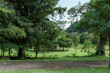 Trees on field in a forest, Costa Rica