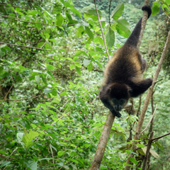 Black howler monkey (Alouatta caraya) climbing on tree in a tropical forest, Costa Rica