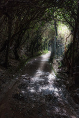 Obraz premium Dirt road passing through dense forest, Costa Rica