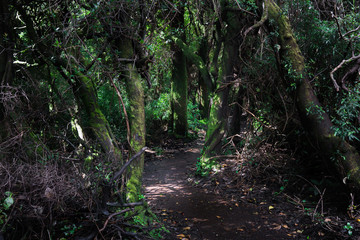 Fototapeta premium Dirt road passing through dense forest, Costa Rica