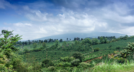 Fototapeta na wymiar Elevated view of terraced field, Costa Rica