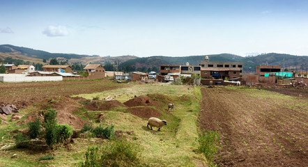 Fototapeta na wymiar Two sheep in field with houses in background, Cusco, Peru