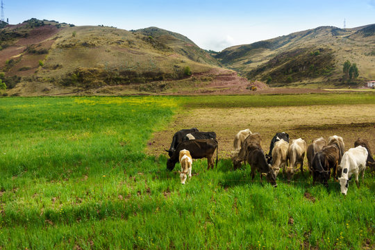 Herd of cows grazing in field with mountain in background, Cusco, Peru