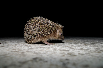 West European Hedgehog © underworld