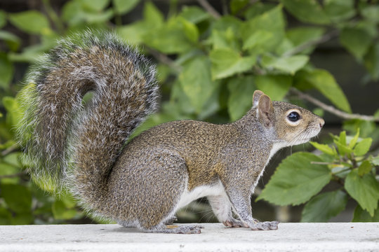 Eastern Gray Squirrel on a Deck Railing - Florida