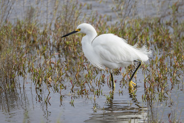 Snowy Egret (Egretta thula) Stalking a Fish in Shallow Water - Merritt Island Wildlife Refuge, Florida
