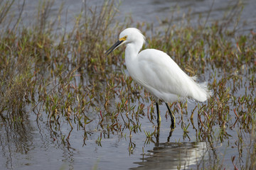 Snowy Egret (Egretta thula) Stalking a Fish in Shallow Water - Merritt Island Wildlife Refuge, Florida