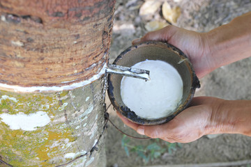 Milky latex extracted from rubber tree
